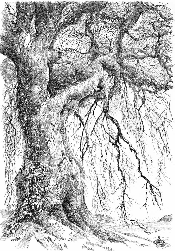Bild: Federzeichnung, Schwarz, Weiß, Baum von Conrad Franz bei KunstNet